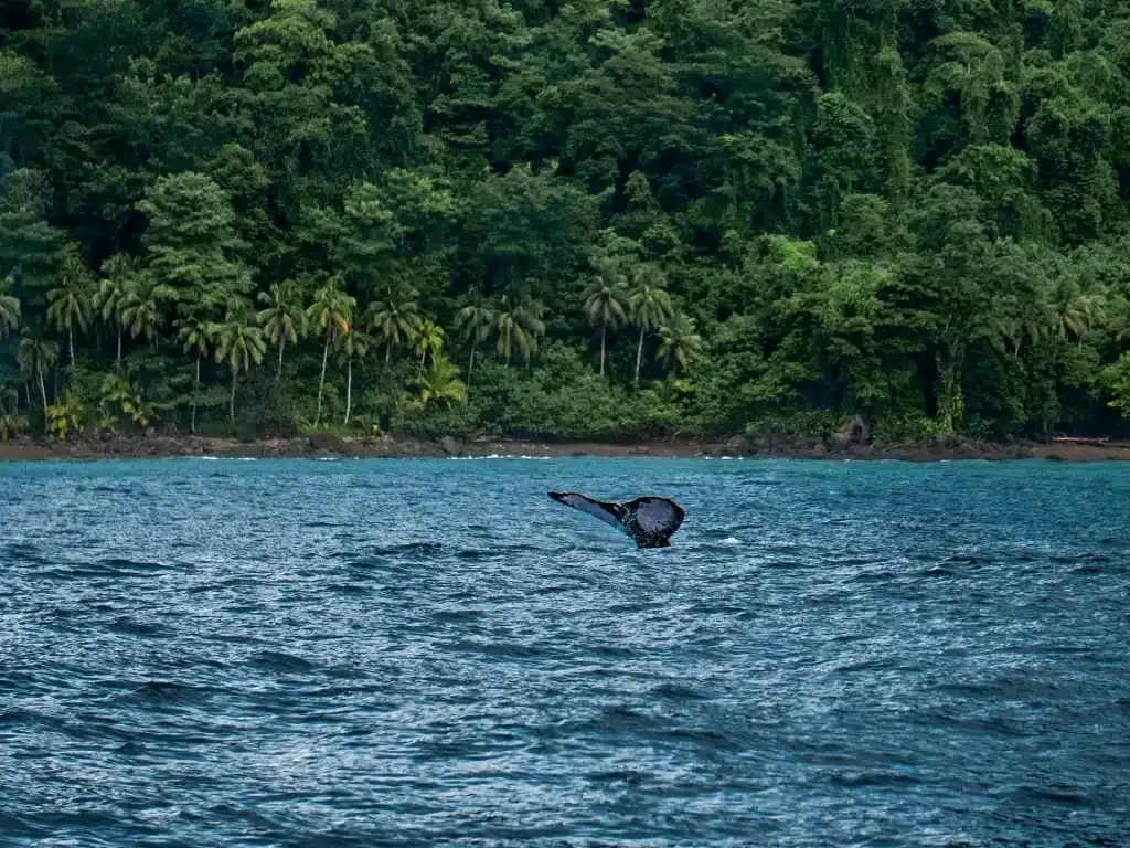 Whale watching Colombia July