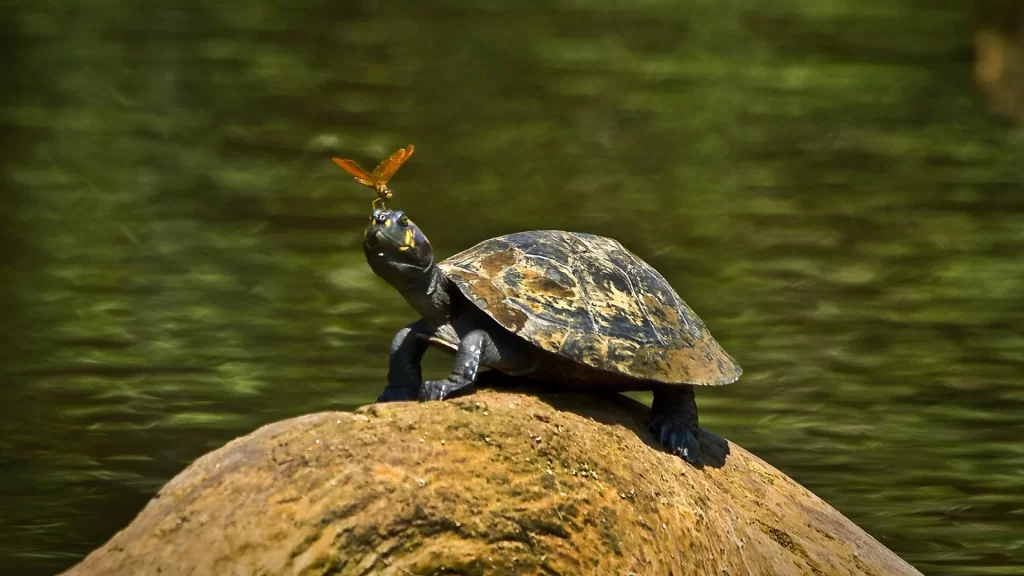Small turtle on a rock with a dragonfly on its nose-luxury travel experiences Ecuador