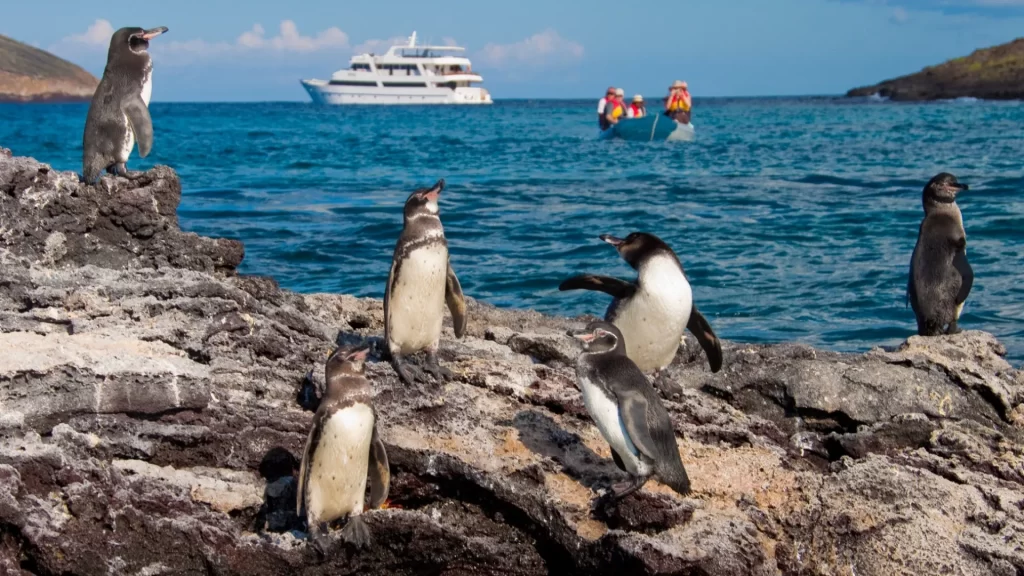 Galápagos penguins-life marine