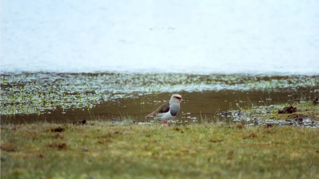 Andean lapwing (Vanellus resplendens) standing on high-Andean grassland.