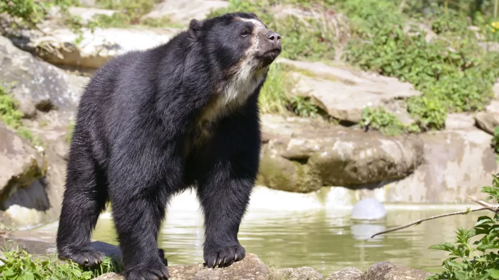 Spectacled bear (Tremarctos ornatus) in Andean cloud-forest habitat.
