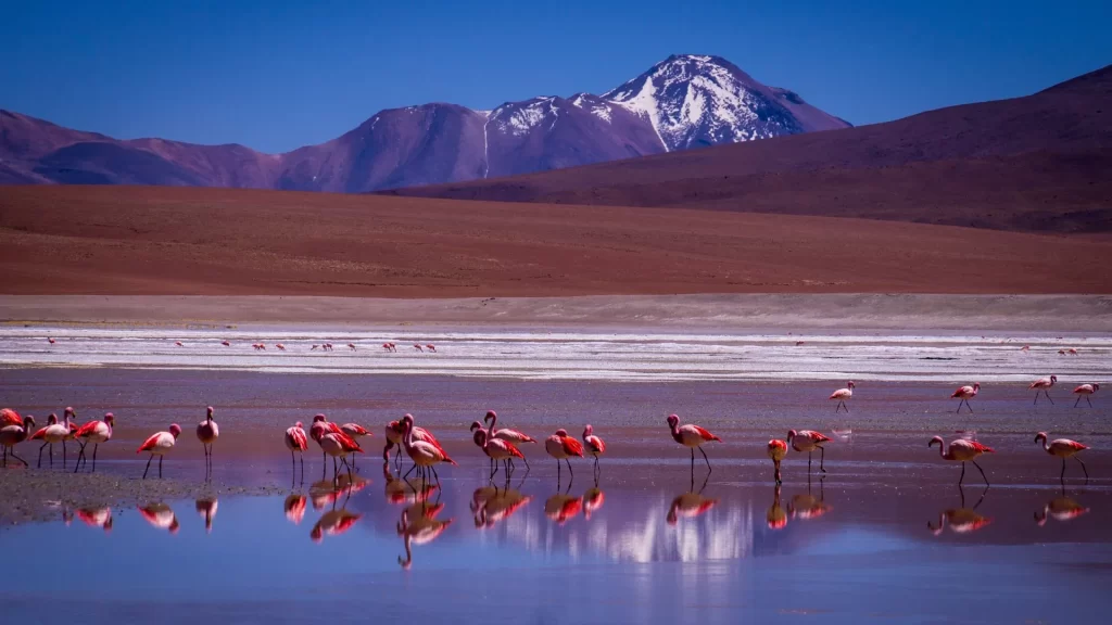 High-altitude desert and colorful lagoon within the Eduardo Avaroa Andean Fauna National Reserve.