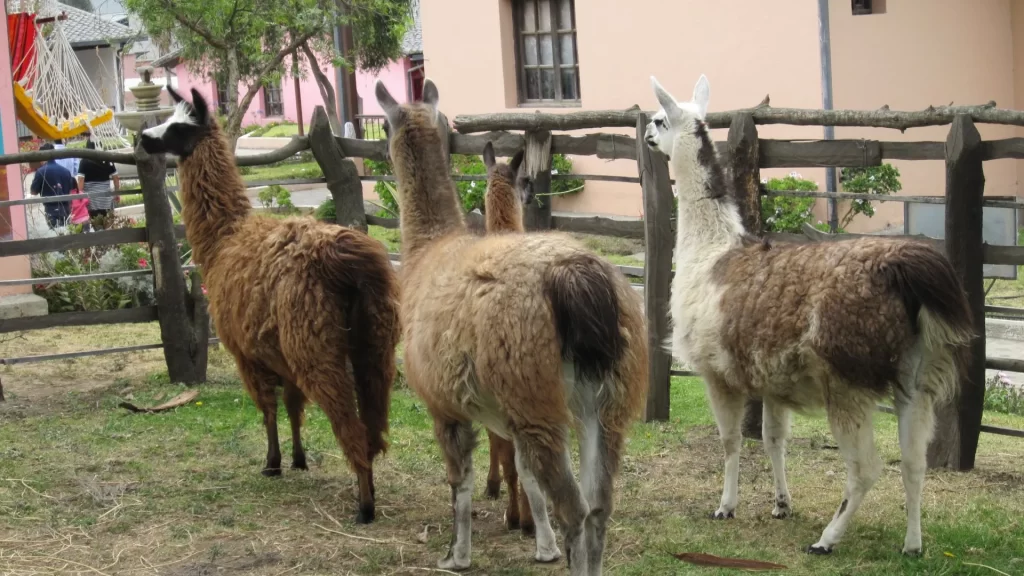 Llamas inside a mountain corral in the Ecuadorian Andes.