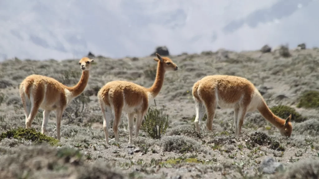 Three vicuñas (Vicugna vicugna) on open Andean steppe, showing cinnamon backs and white underparts.