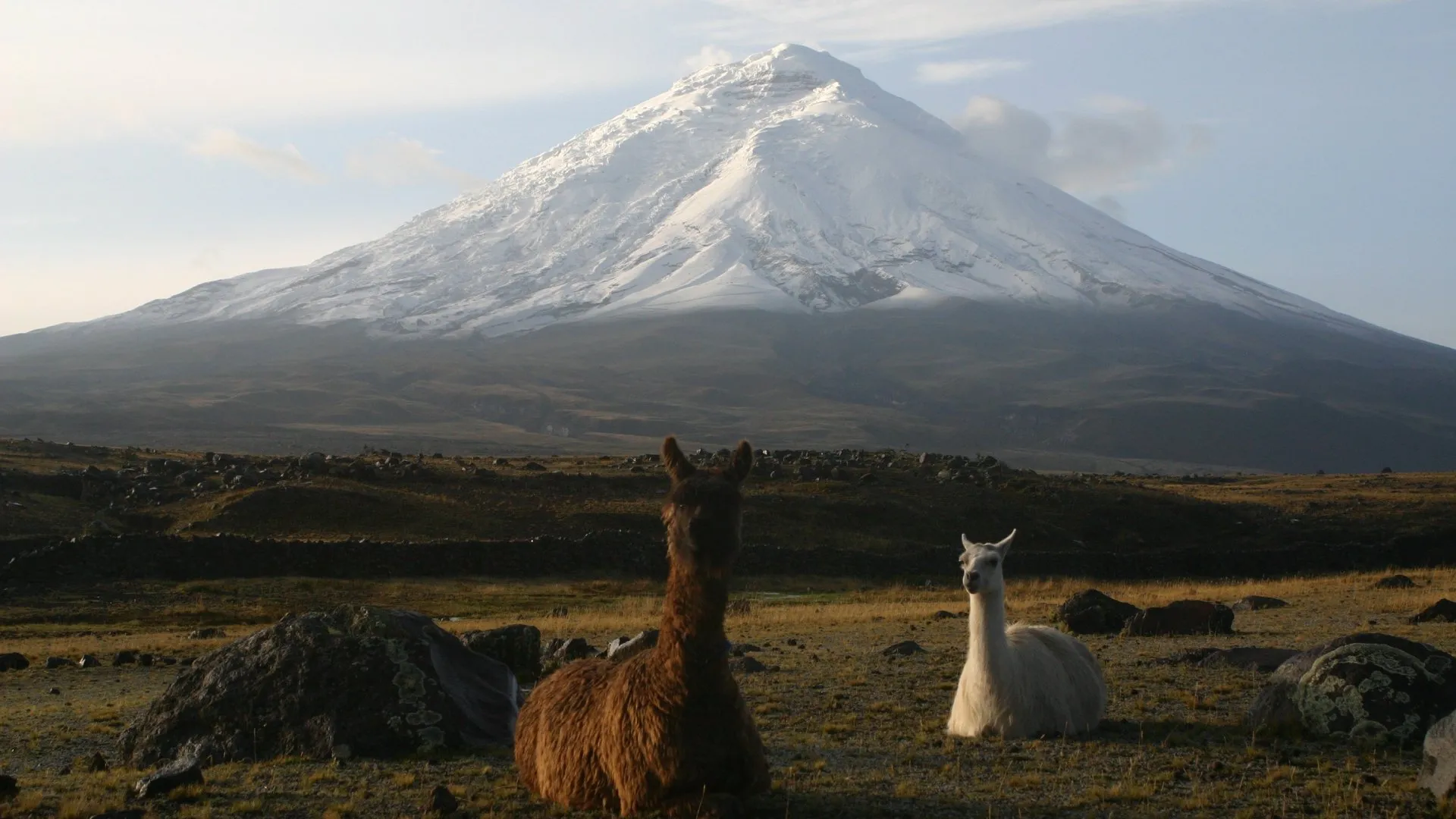 Cotopaxi Volcano and llamas in the Ecuadorian Andes.