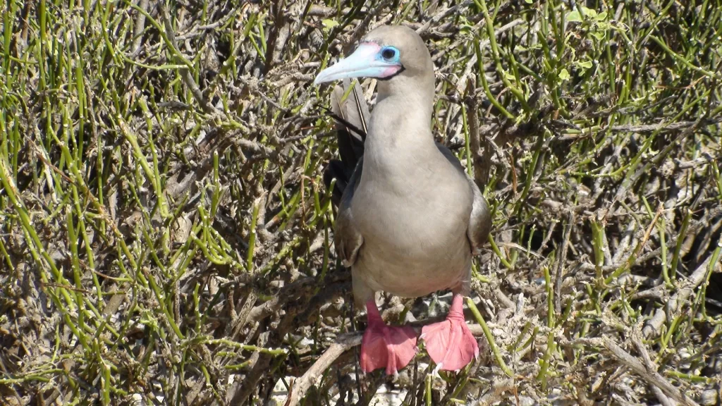 Red-footed booby posing on coastal vegetation-Galapagos cruise vs land based