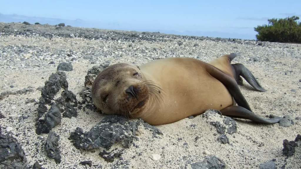 Sea lion -luxury Galapagos cruise