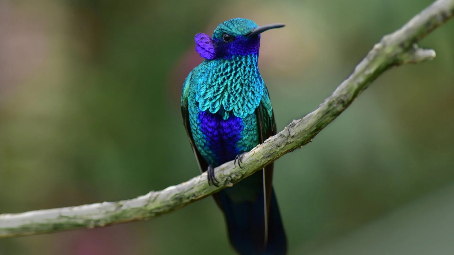 A Sparkling Violetear perches on a branch, displaying its bright green and blue hues-Andean waterways