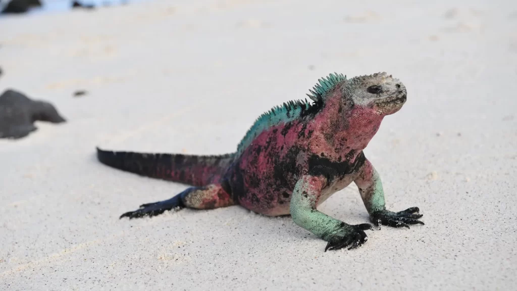 marine iguana-life marine
