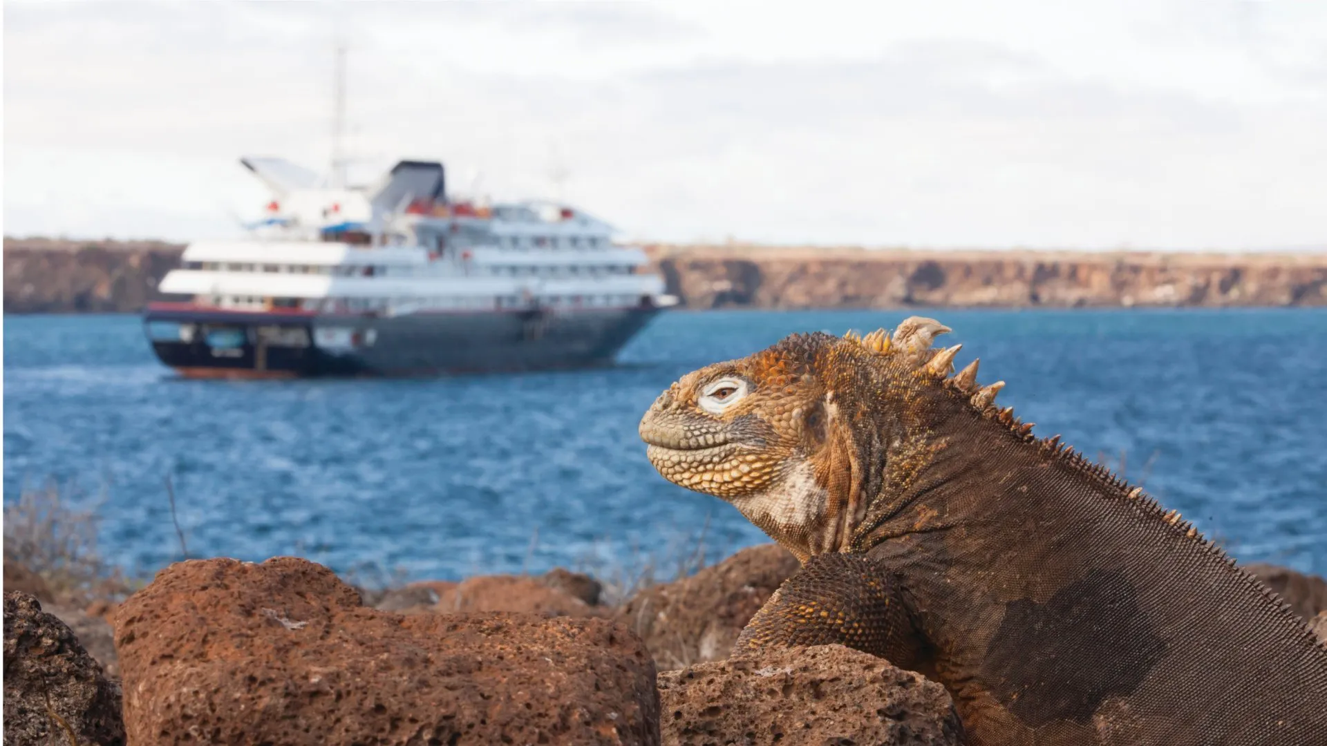 Close-up of a Galápagos land iguana with the Silver Origin cruise ship in the background on the Pacific Ocean.