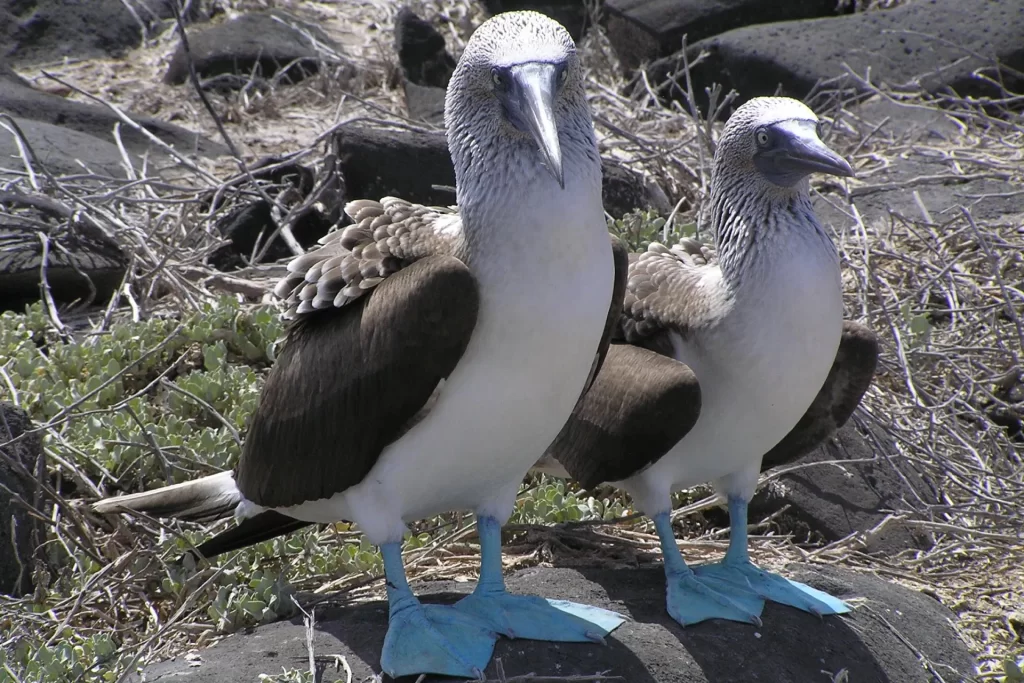 Blue-footed boobies-Silver Origin