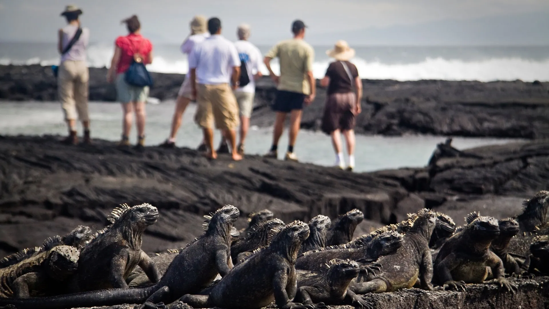 Group of marine iguanas on volcanic terrain with tourists observing from a distance on Fernandina Island, Galápagos.