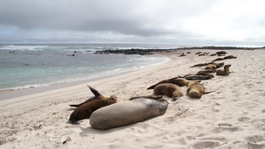 Sea lions rest on the sand at Junco Beach, San Cristóbal-flights from the US to the Galápagos