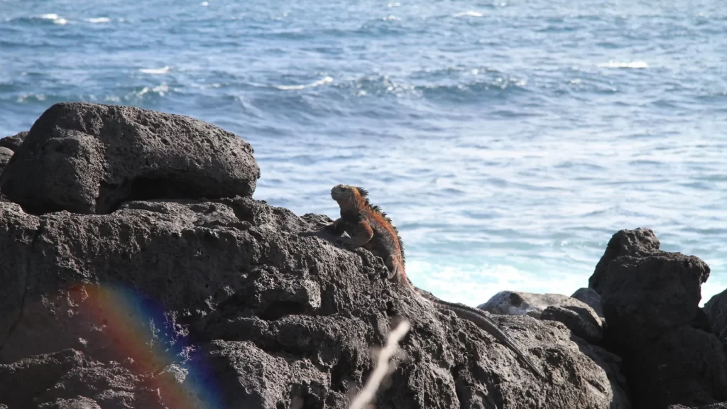 Marine iguana (Amblyrhynchus cristatus) resting on volcanic coastal rocks in the Galápagos Islands. Galápagos Islands, Ecuador
