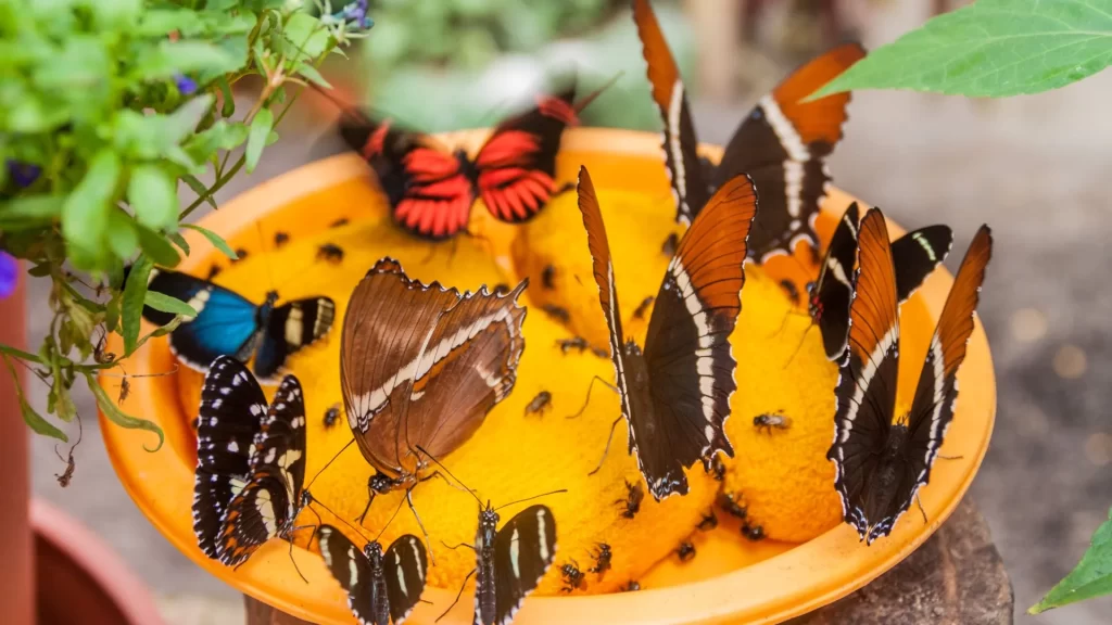 Butterflies at Mariposario de Mindo in Ecuador, predominantly the Siproeta epaphus species, known as rusty-tipped page-Ecuador butterfly diversity