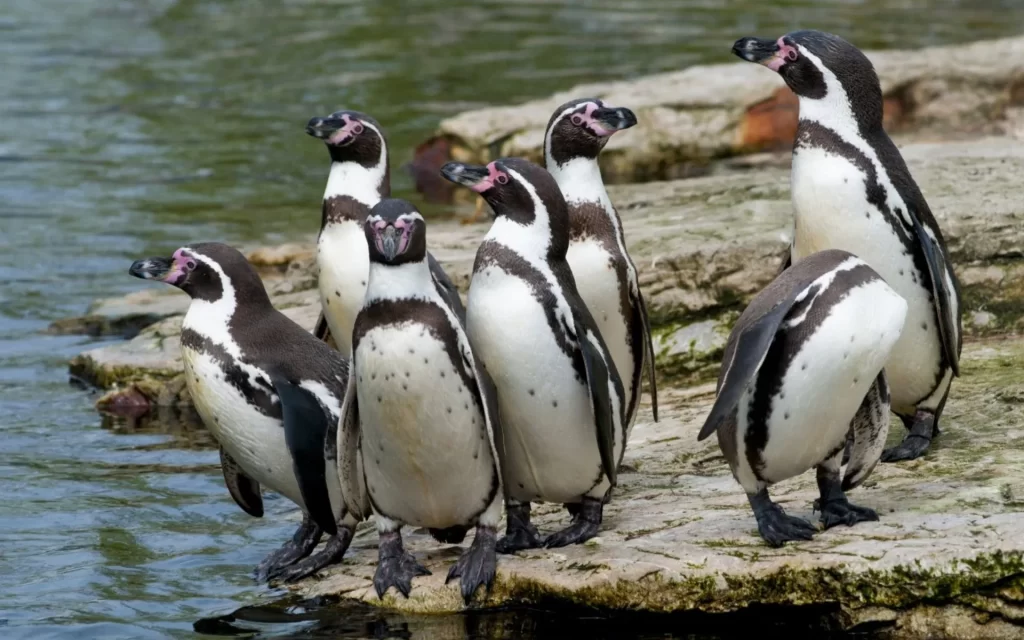 Curious Galapagos penguins on a rock-luxury Galapagos cruise