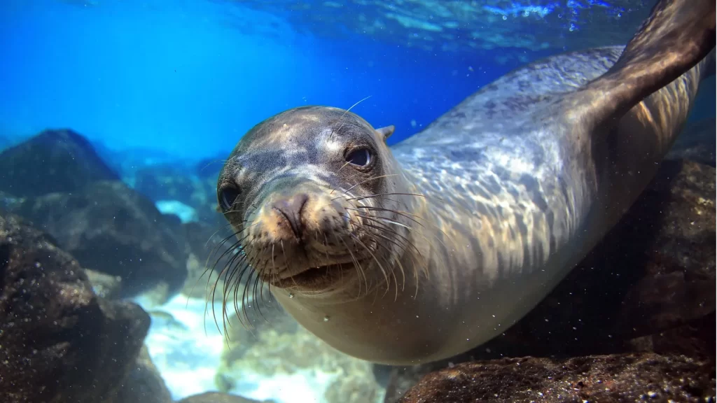 Sea lion swimming-life marine