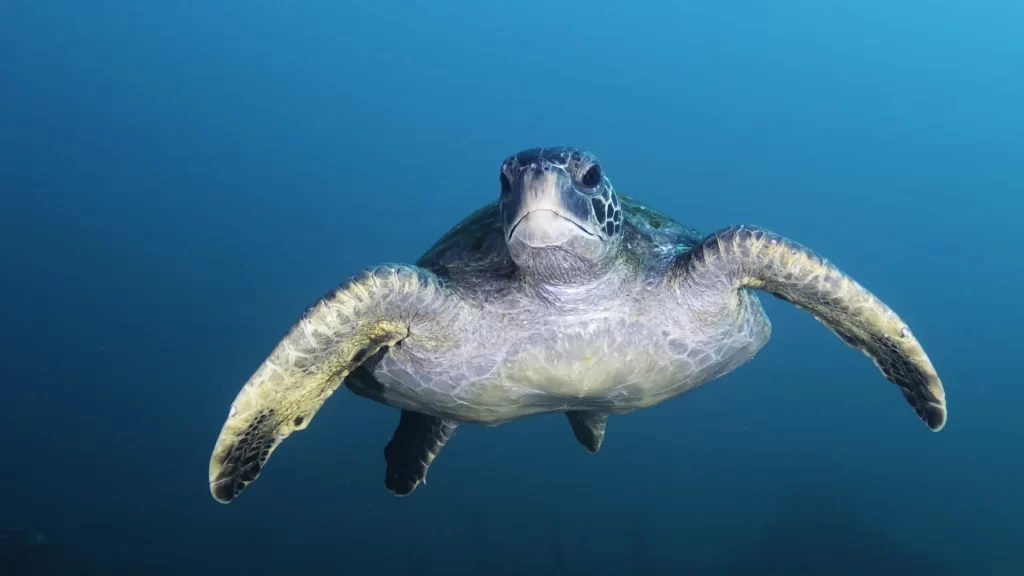 Sea turtle swimming-life marine