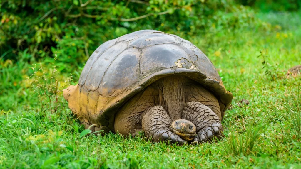 Giant tortoise resting peacefully on the grass, symbol of the Galapagos Islands-Get to the Galápagos Islands from Canada