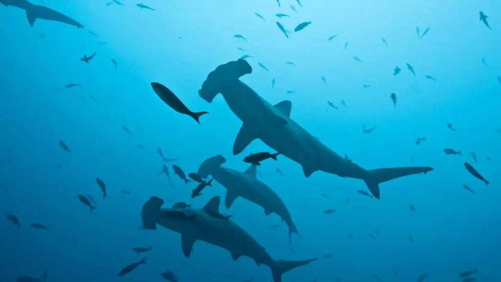 Hammerhead sharks-life marine