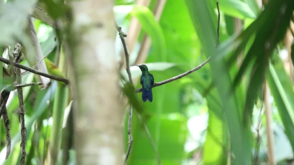 Hummingbird feeding on nectar from a flower in the Amazon rainforest.
