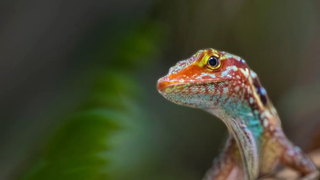 Green anole lizard (Anolis carolinensis) resting on a branch in the Amazon rainforest.