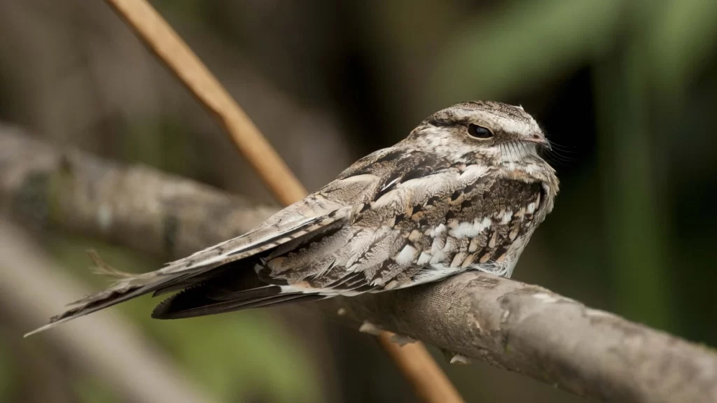 Sand-colored Nighthawk (Chordeiles rupestris) resting on the ground near the Amazon River.