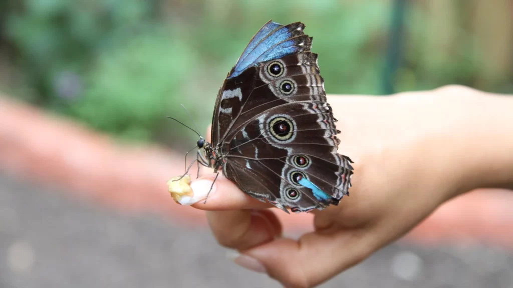 Iridescent blue Morpho peleides butterfly perched on a finger-Ecuador butterfly diversity
