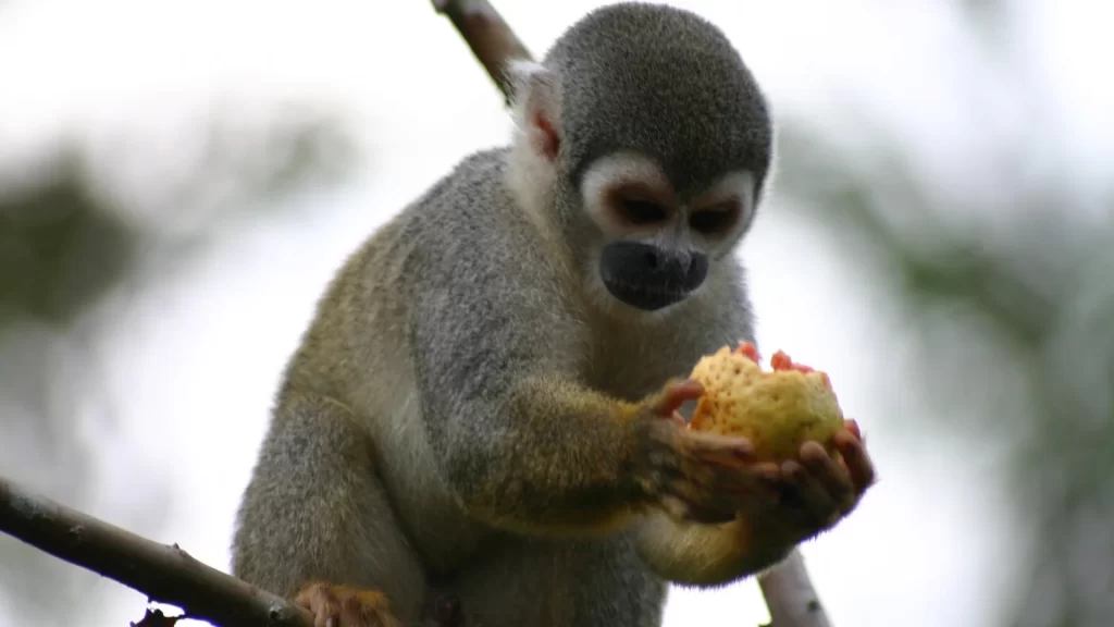 A squirrel monkey holding a fruit-Leticia Amazon