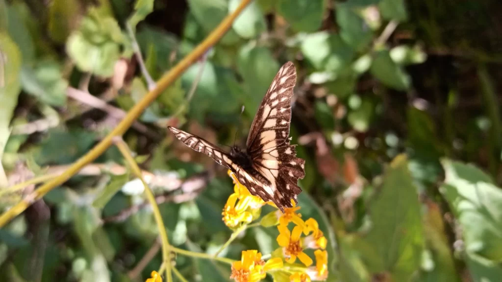 Catasticta nimbice feeding on flower nectar-Ecuador butterfly diversity
