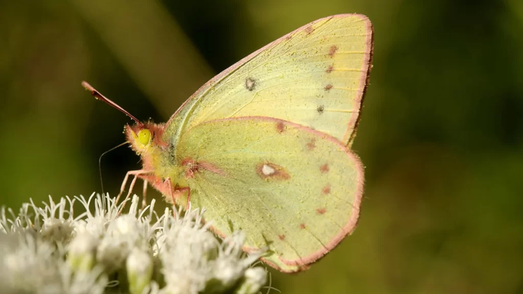 CoColias lesbia gently perched on a vibrant flower-Ecuador butterfly diversity