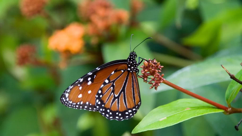 DaDanaus gilippus with a striking orange and black pattern-Ecuador butterfly diversity