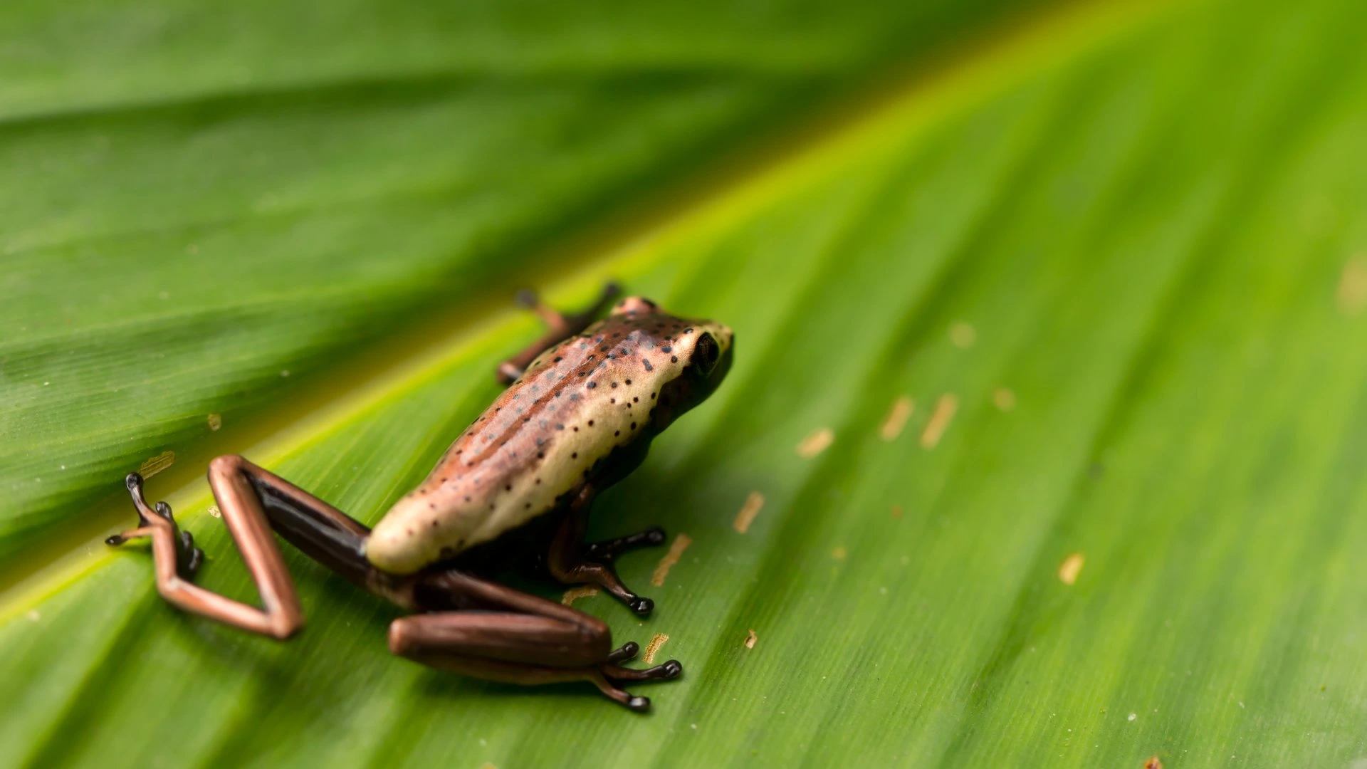 Poison dart frog (Dendrobatidae family) in the Amazon rainforest.