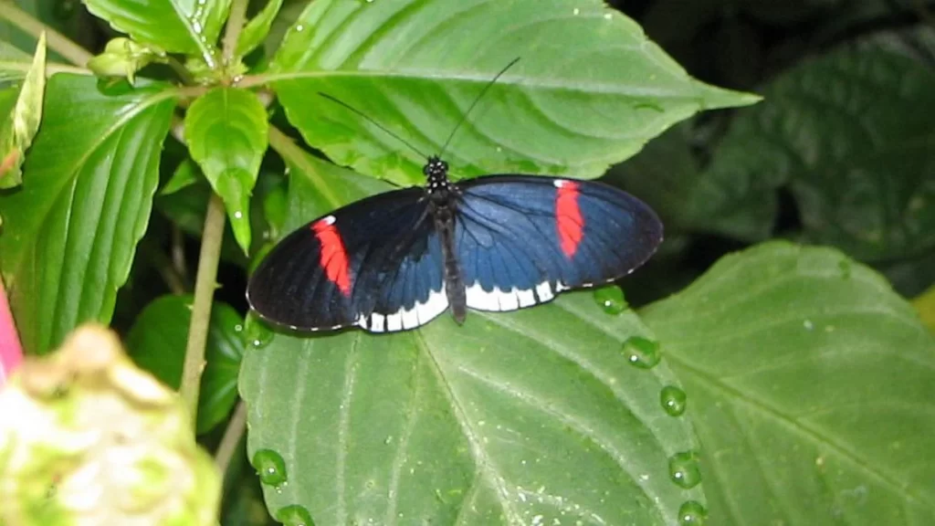 Heliconius melpomene on a green leaf-Ecuador butterfly diversity