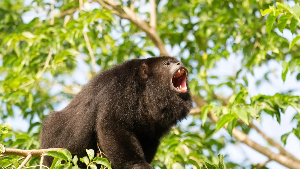 Howler monkey (Alouatta) perched in the Amazon rainforest canopy.