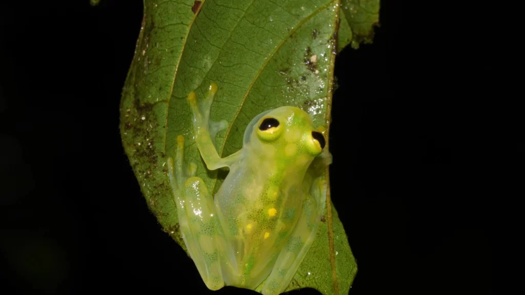 Glass frog (Boana cinerascens) perched on a leaf in the Amazon rainforest.