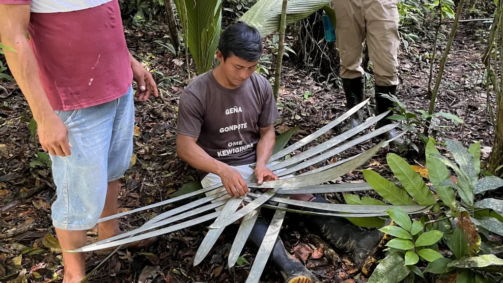 Indigenous man weaving large palm leaves in the Ecuadorian Amazon, creating a traditional structure.