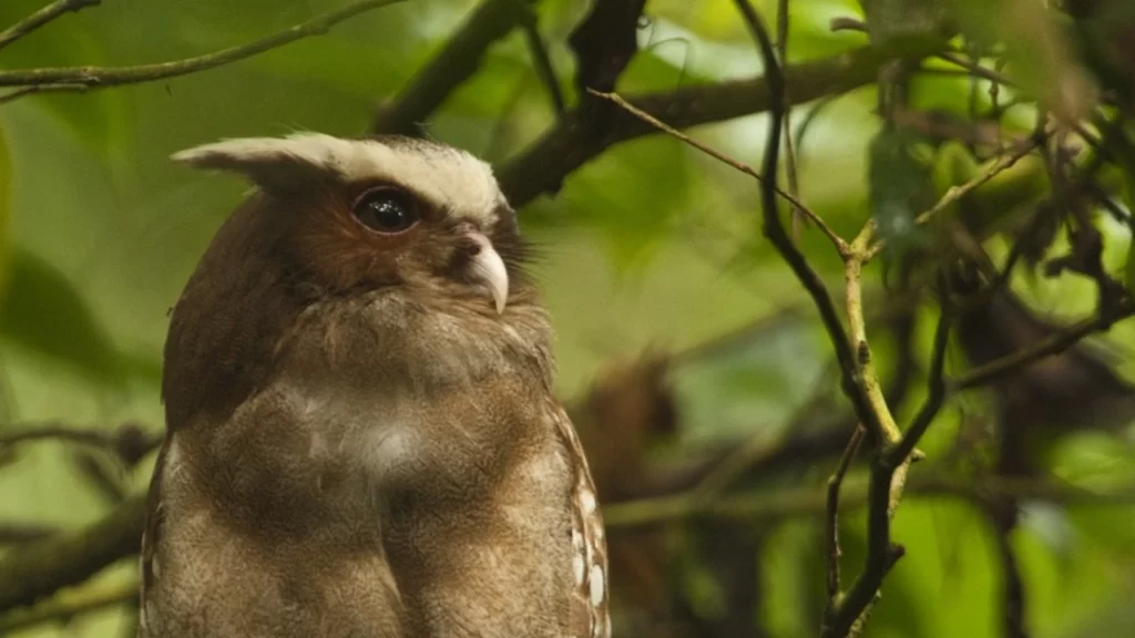 Crested Owl (Lophostrix cristata) perched in the Amazon rainforest.