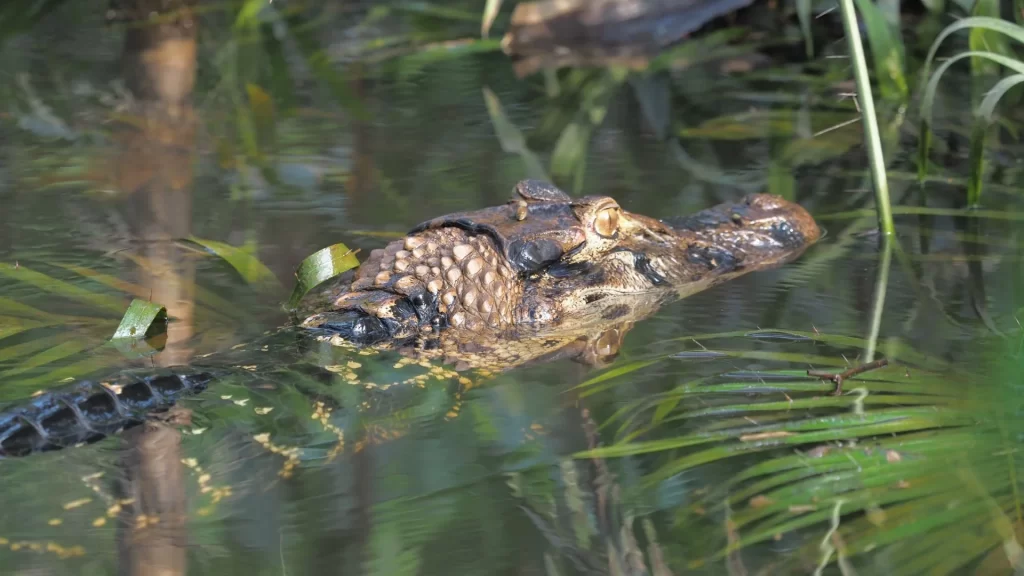 An caiman watches motionless from the surface of the water, barely revealing its presence-Cuyabeno Wildlife Reserve