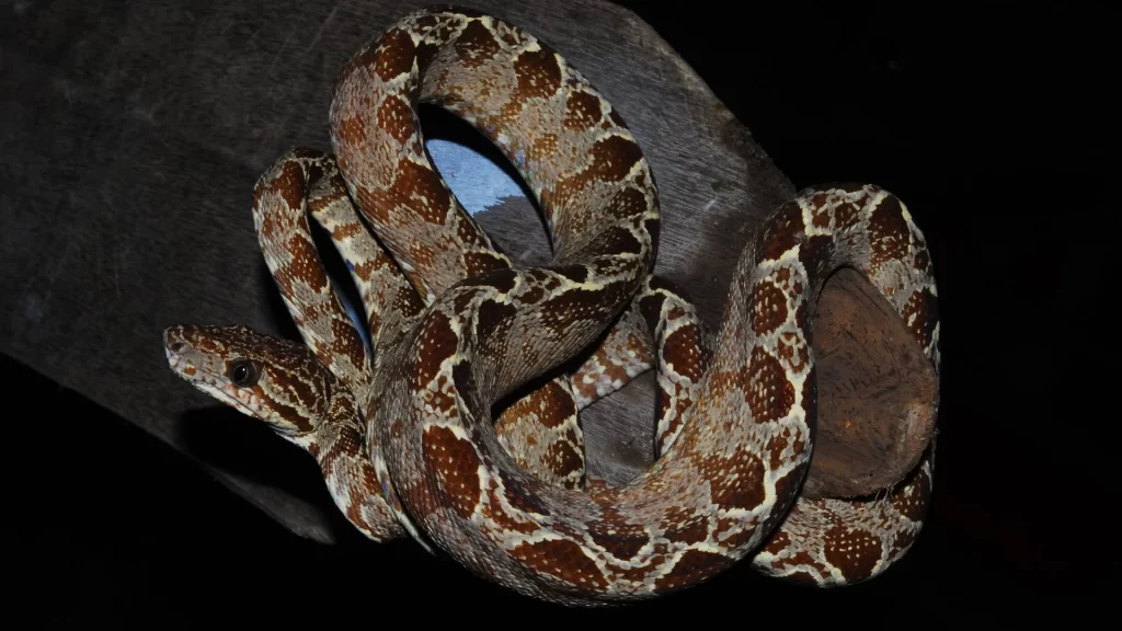 An imposing anaconda rests, displaying its size and power-Amazon travel