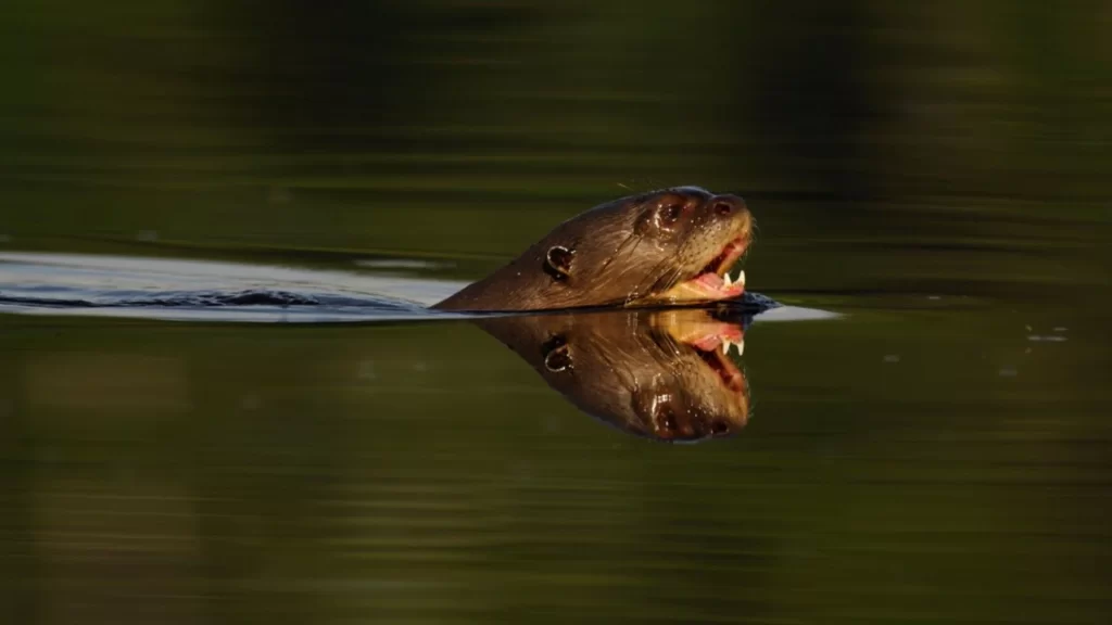 Close-up of the head of a giant otter (Pteronura brasiliensis) showing its whiskers and sharp features.