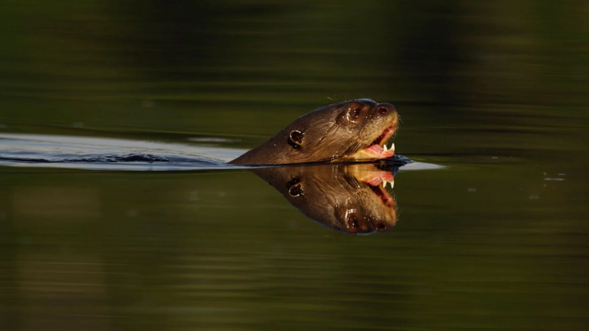 Close-up of the head of a giant otter (Pteronura brasiliensis) showing its whiskers and sharp features.