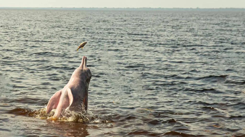 A fish thrown into the air during the feeding of a pink river dolphin in the Amazon.