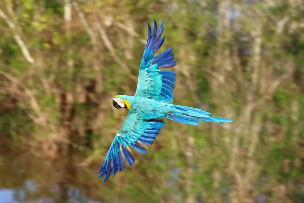 Blue-and-yellow macaw in full flight over the tropical rainforest canopy of South America.