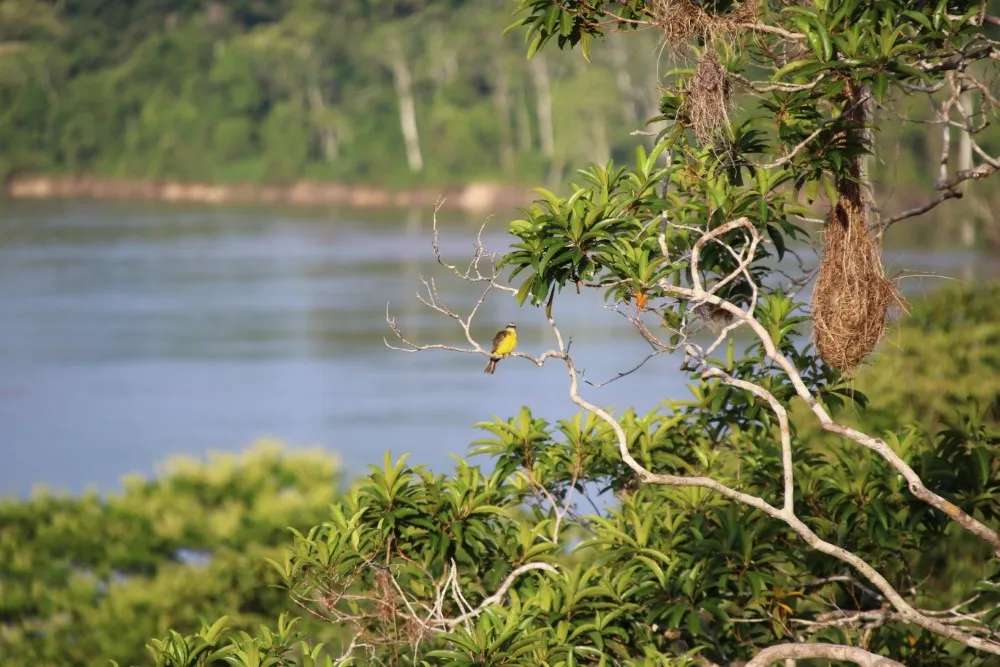 Great kiskadee perched on a tree branch overlooking a river in Colombia, showcasing native birdlife of the Americas.