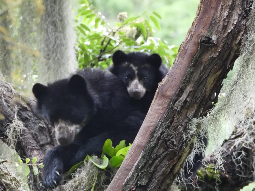 Spectacled bear and its cub resting in the branches of a tree in the tropical Andes of South America.