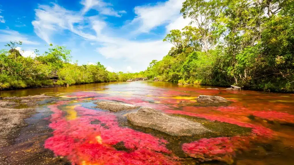 Close‑up of red, yellow, green hues in Caño Cristales riverbed