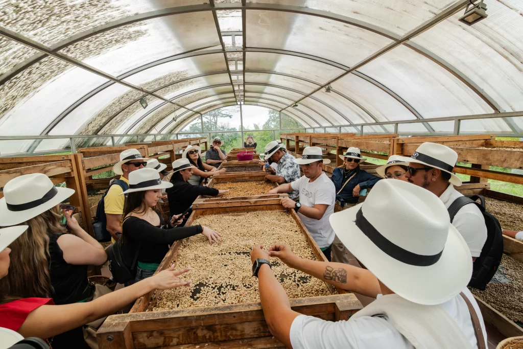 Travelers participating in a Colombian coffee farm experience, sorting beans by hand at a traditional drying station.