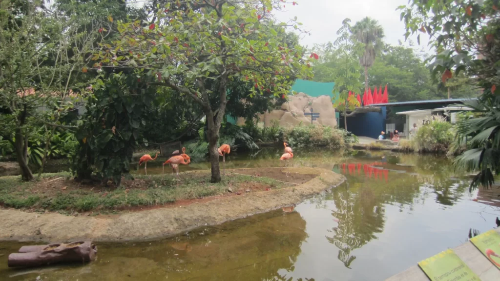 Flamingos rest beside a pond at Cali Zoo-Cali culture