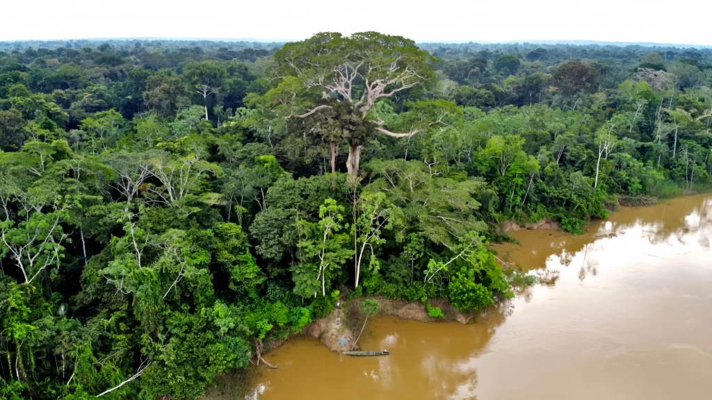 Aerial view of the Amazon rainforest with a large tree on the banks of the river-tourism in Colombia’s Amazon